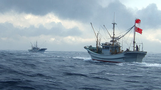 マグロ延縄漁の歴史と使命