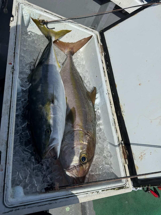 2026年2月23日　13時頃　足摺岬沖　カンパチとハマチ　ムロアジ泳がせ