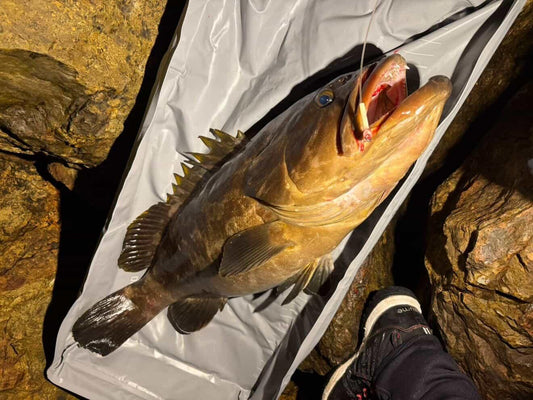 2026年3月28日　鹿児島県宇治群島鮫島　クエ9.7kg＆6kg