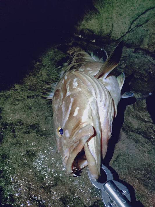 釣果報告　クエ　4.5kg