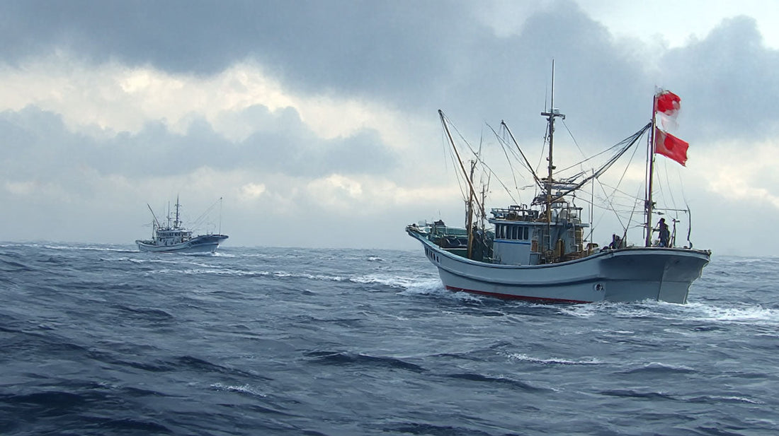 マグロ延縄漁の歴史と使命