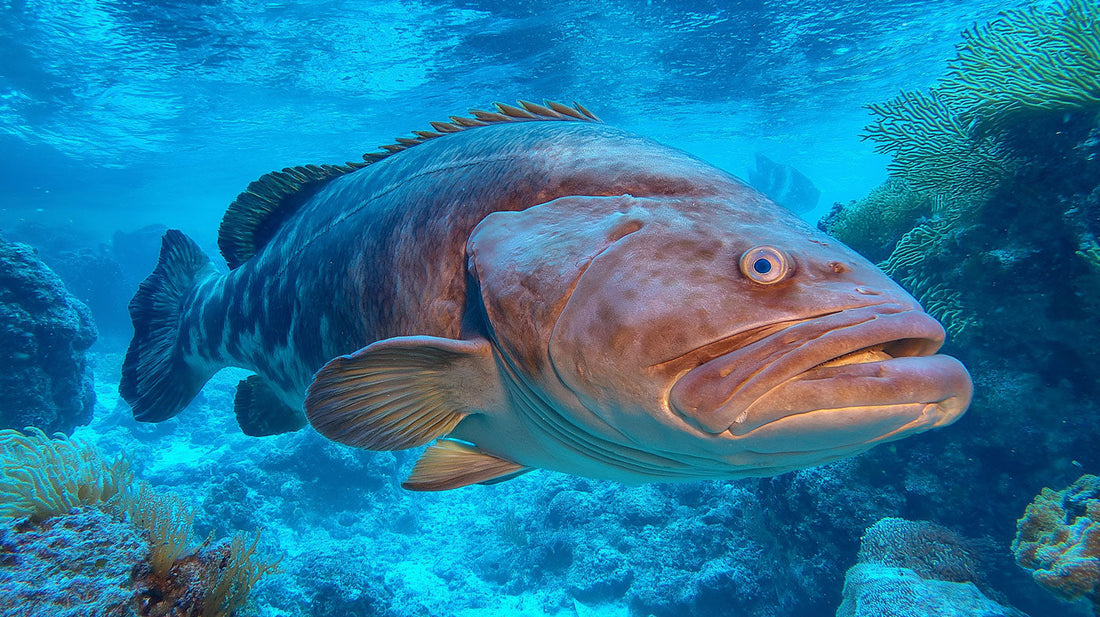 幻の魚「クエ」を制する！釣針メーカーが解き明かす、大物師への道