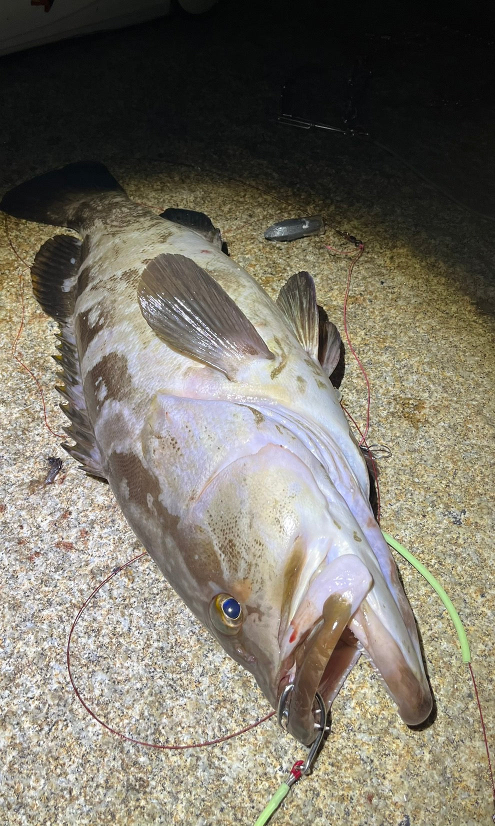 2025年11月25日　高知県柏島　クエ　75cm6kg