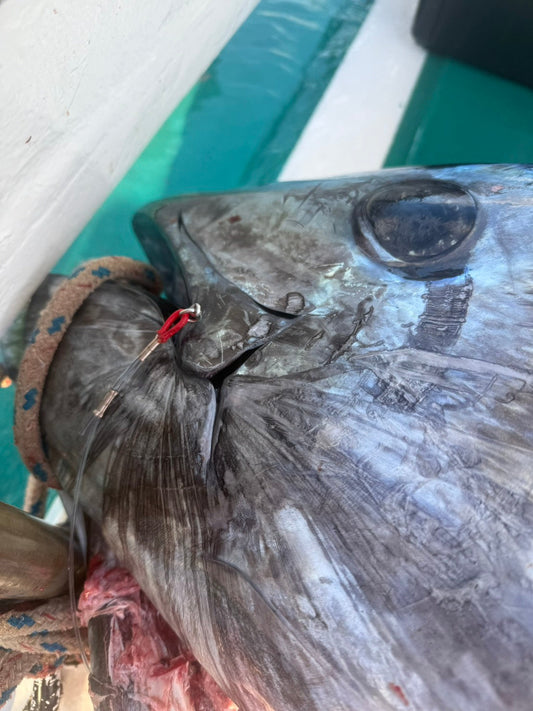 釣果報告　クロマグロ　250kg＆154㎏