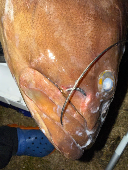 2026年3月22日　鹿児島県宇治群島　クエ　6kg