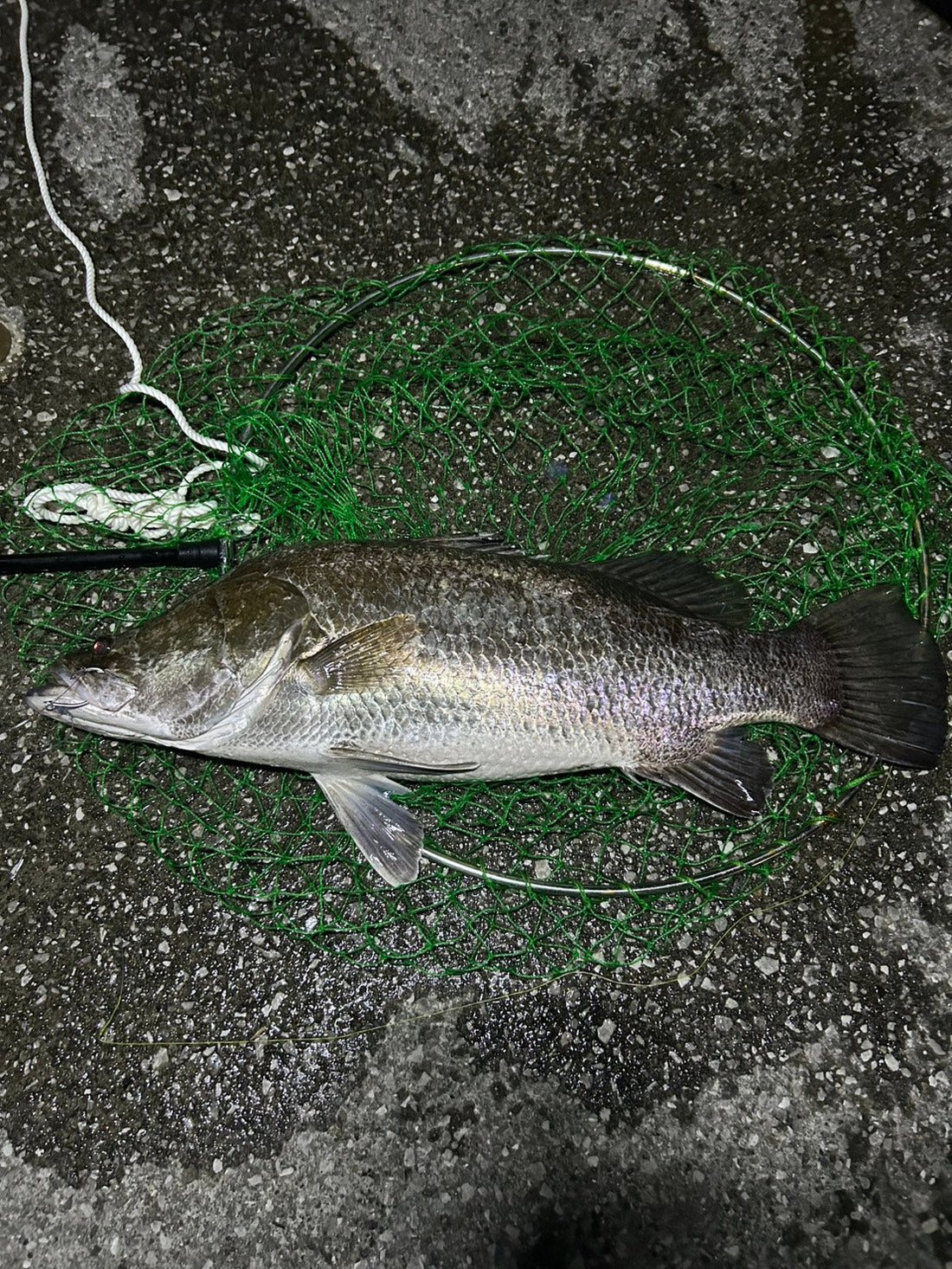 2026年4月11日　高知県浦戸湾　アカメ　