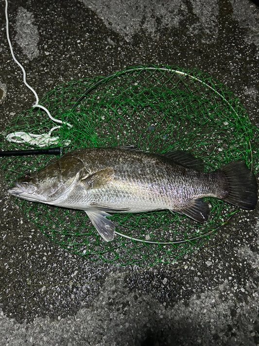 2026年4月11日　高知県浦戸湾　アカメ　