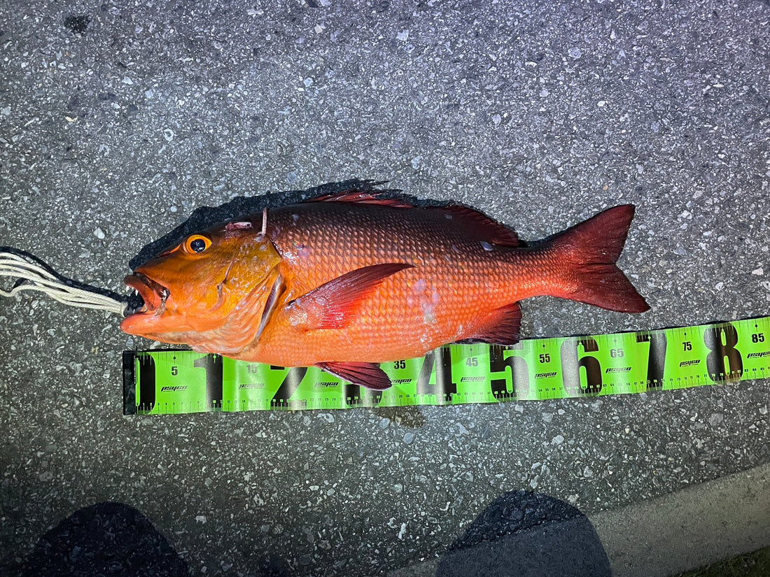 2026年4月11日　宮古島　アカナー（バラフエダイ）70cm5.24kg