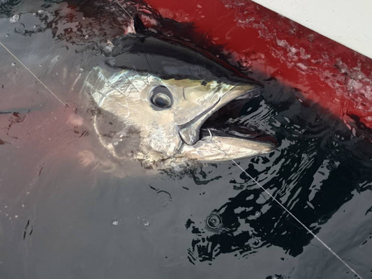 2026年5月7日　伊豆大島沖　クロマグロ全長206cm約170kg
