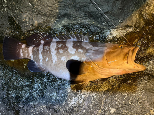2026年5月7日　鹿児島県草垣群島　アラ　11kg