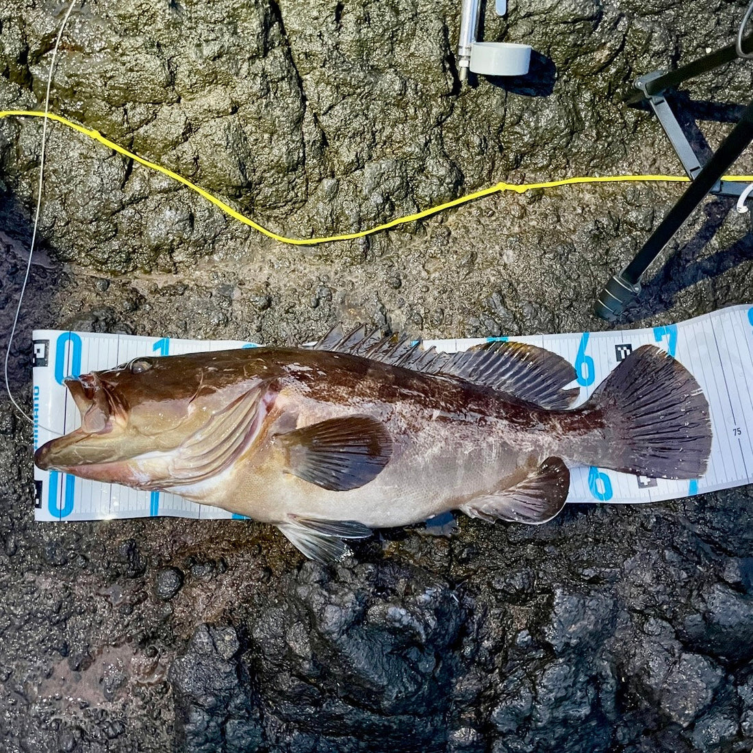島根県　隠岐の島　クエ　71.5cm　5kg