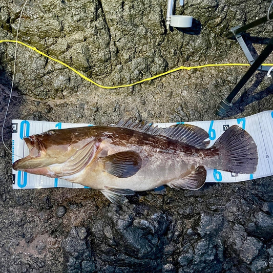 島根県　隠岐の島　クエ　71.5cm　5kg