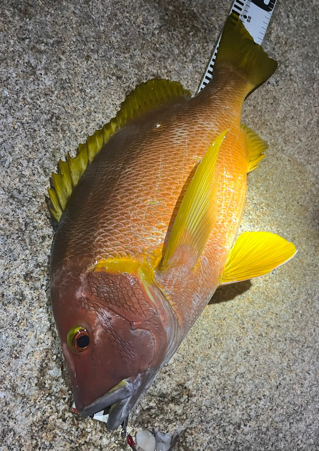 2026年８月31日～9月1日　高知県栢島　シブダイ55cm3kg