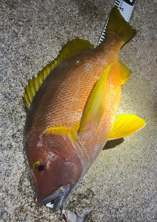 2026年８月31日～9月1日　高知県栢島　シブダイ55cm3kg