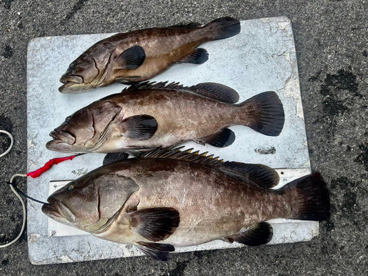 2026年09月27日　和歌山県大引　クエ　80cm6kg　90cm12kg　105cm21kg