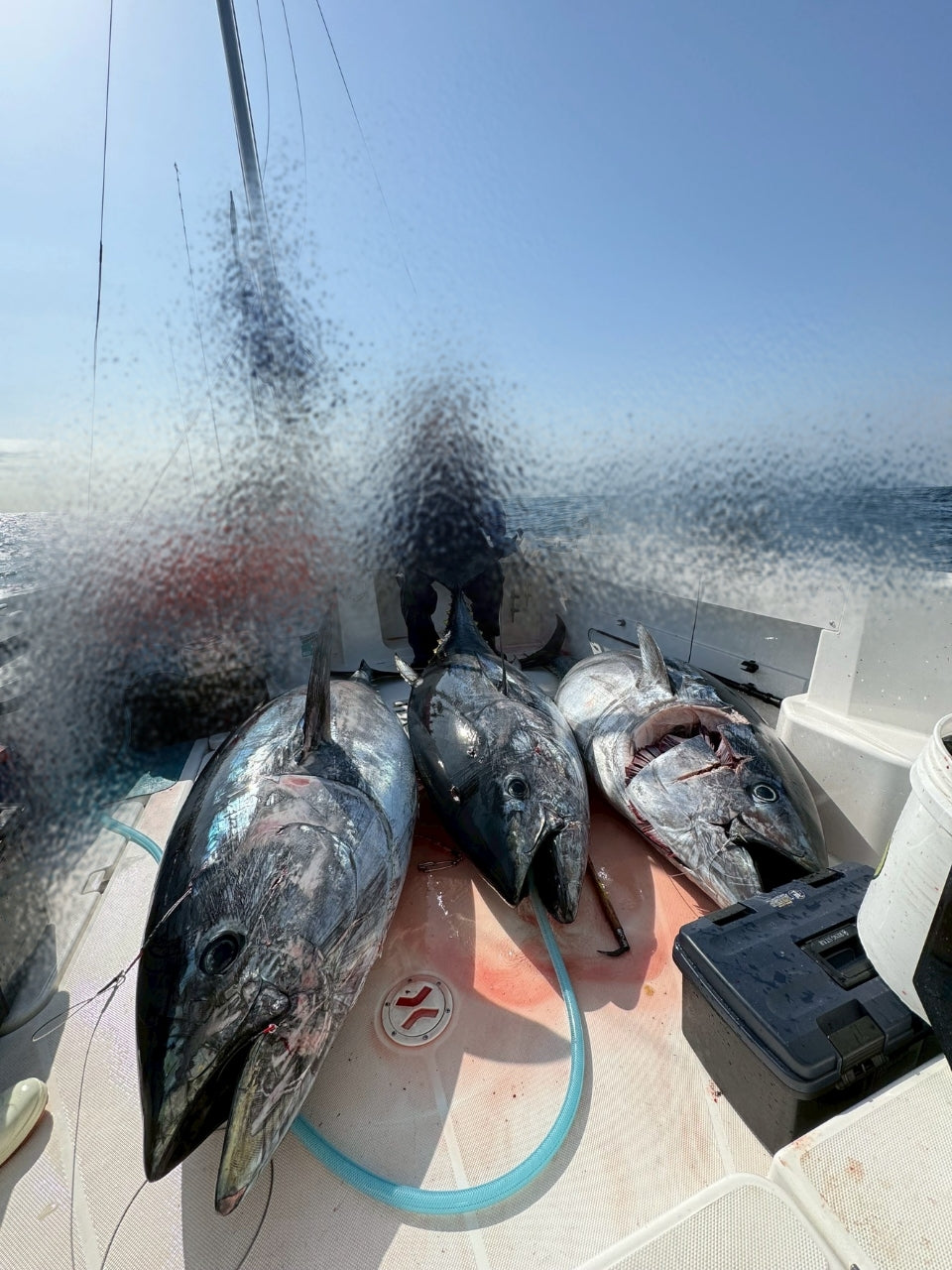 釣果報告　マグロ3本　235cm　215cm　207cm