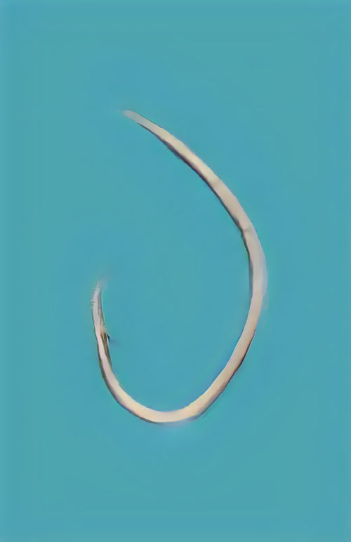 12-0014 むつ釣・アラ縄釣