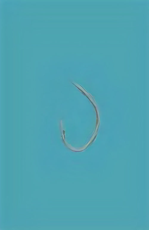 12-0001 むつ釣・アラ縄釣