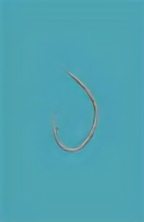 12-0004 むつ釣・アラ縄釣