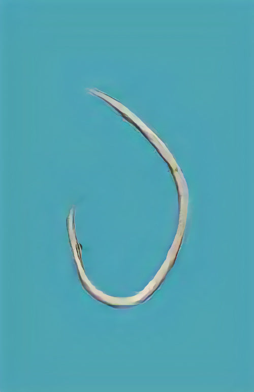 12-0013 むつ釣・アラ縄釣