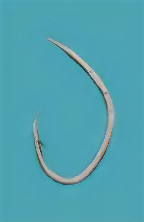 12-0016 むつ釣・アラ縄釣