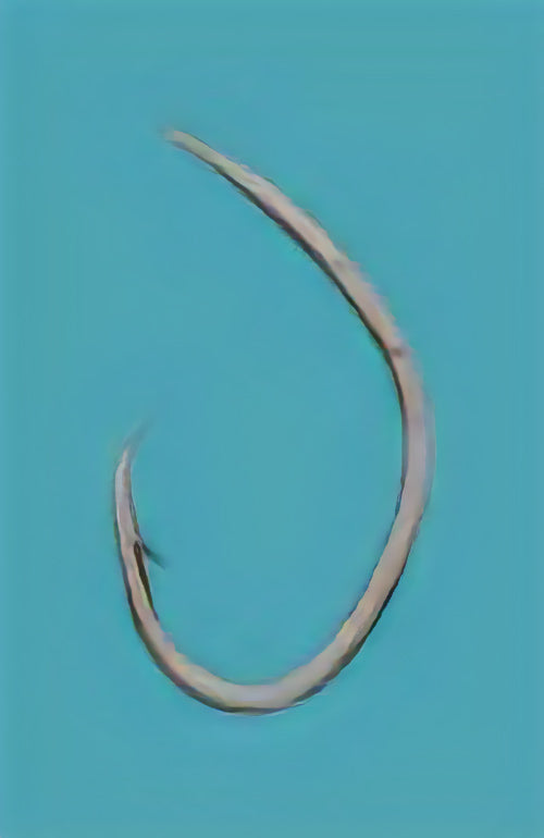 12-0017 むつ釣・アラ縄釣