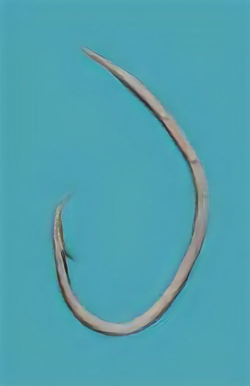 12-0018 むつ釣・アラ縄釣