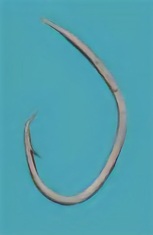 12-0019 むつ釣・アラ縄釣